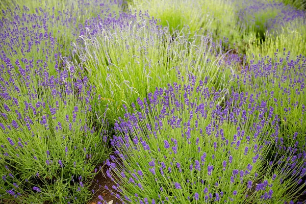 Beautiful detail of a lavender field. — Stock Photo, Image