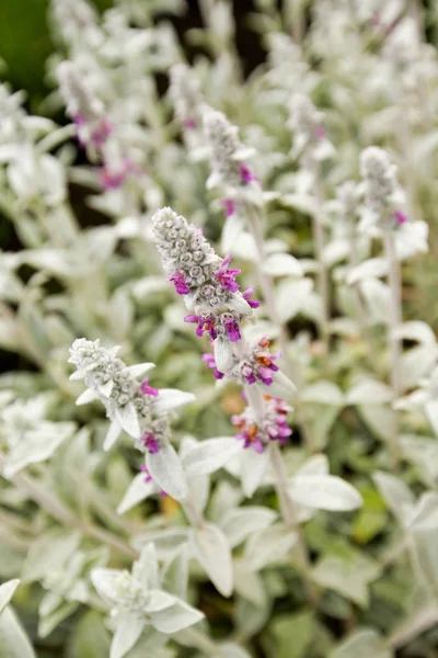 Flor y hermosos pétalos — Foto de Stock