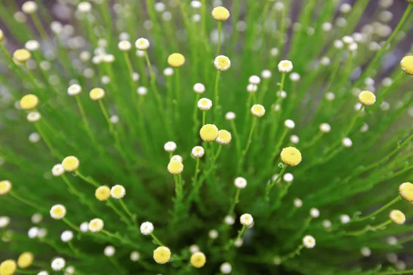 花や美しい花弁が — ストック写真