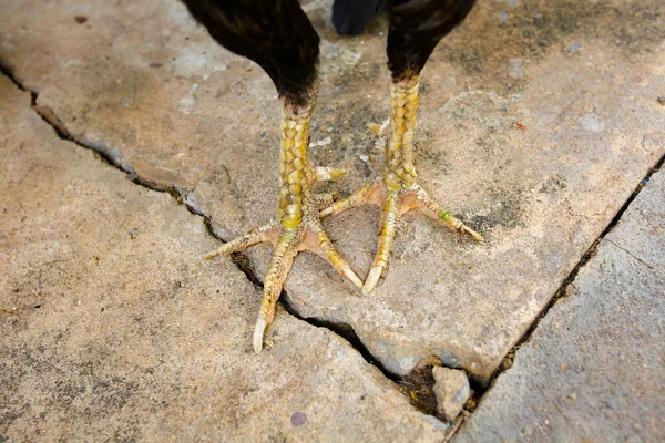 Großaufnahme von Hühnerfüßen im Hof, lebendig — Stockfoto
