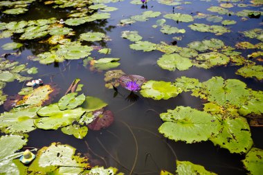 Bir su birikintisi içinde büyüyen bir renkli nilüfer. 