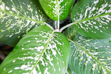 yaprak yeşil arka plan