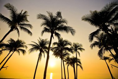 Gün batımında kumsalda palmiyeler