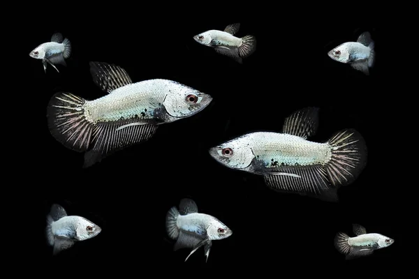 Fancy siam fighting fish on background . — Stok Foto