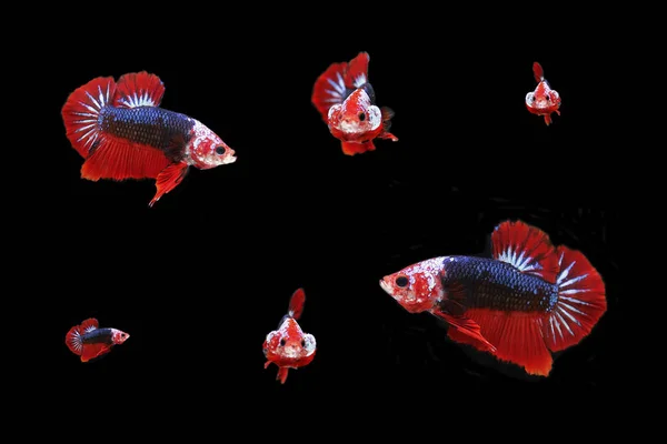 Fancy siam fighting fish on background . — Stok Foto