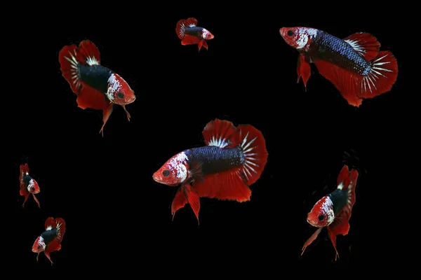 Fancy siamese fighting fish on background. — Stock Photo, Image