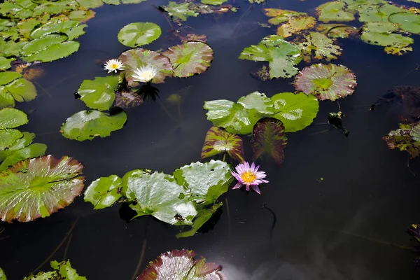 Sebuah lily air berwarna-warni tumbuh di kolam . — Stok Foto