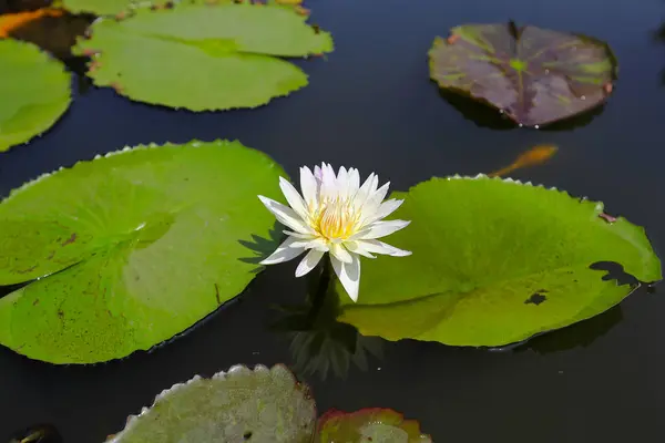 Lotus dans la nature — Photo