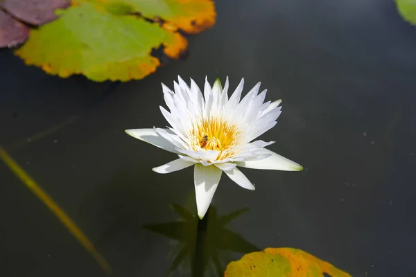 Doğada Lotus — Stok fotoğraf