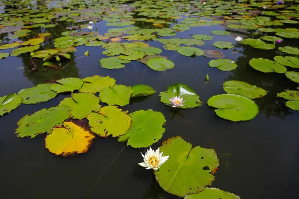 Lotus dans la nature — Photo