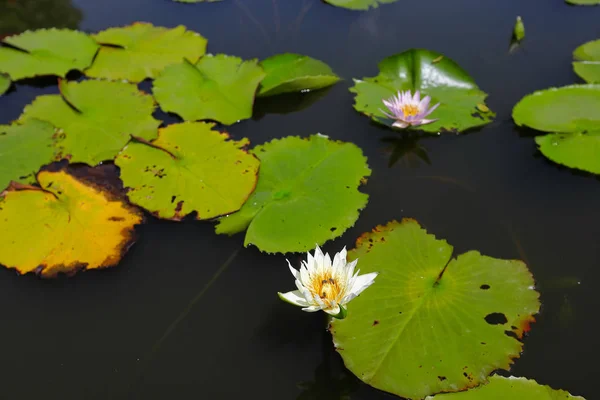 Lotus di alam — Stok Foto