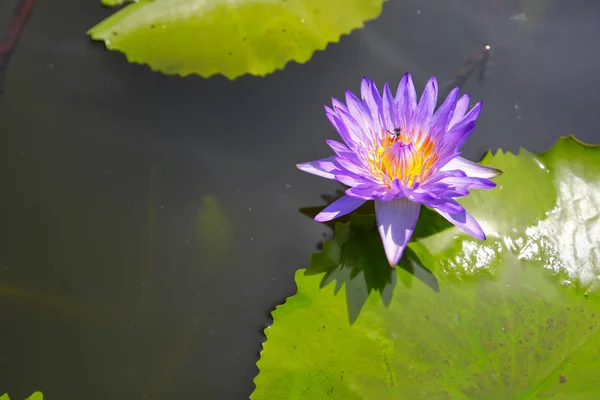 Lotus in der Natur — Stockfoto