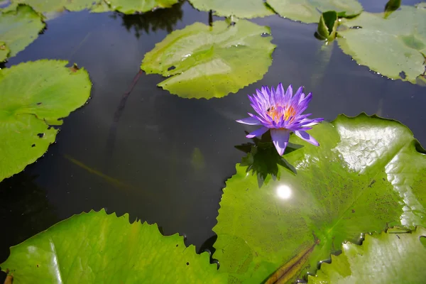 Lotus in der Natur — Stockfoto