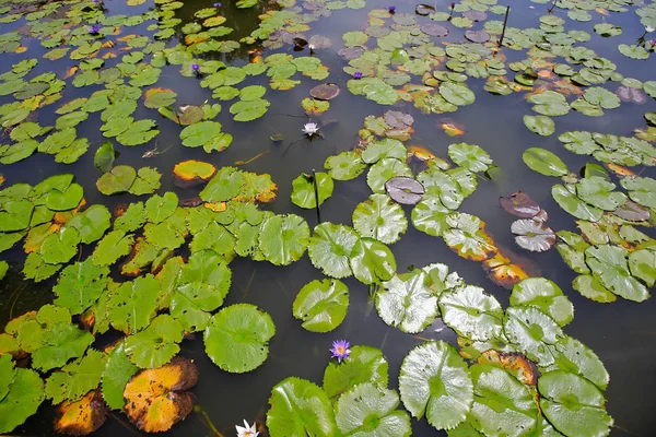Lotus di alam — Stok Foto