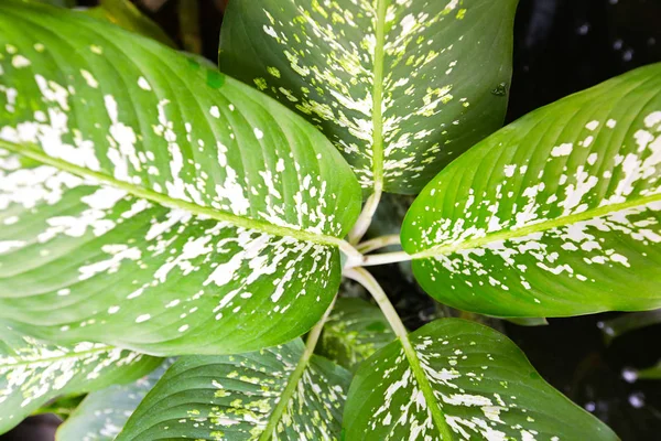 Green leaf background — Stock Photo, Image