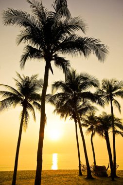 Gün batımında kumsalda palmiyeler