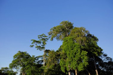 mavi gökyüzü ile renk arkaplan üzerinde eski büyük ağaç