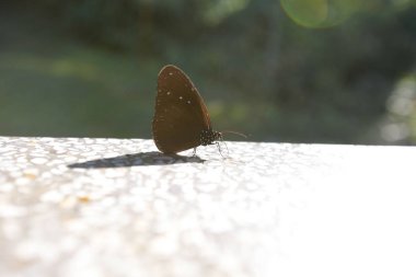 Kral kelebeği bir çiçeğin üzerinde