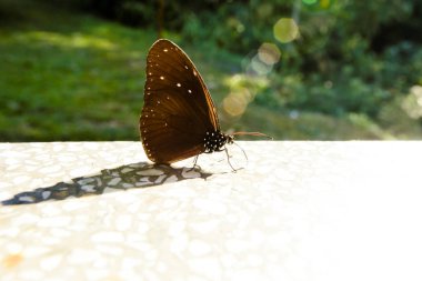 Kral kelebeği bir çiçeğin üzerinde