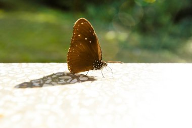 Kral kelebeği bir çiçeğin üzerinde