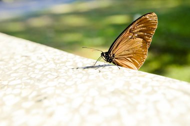 Kral kelebeği bir çiçeğin üzerinde