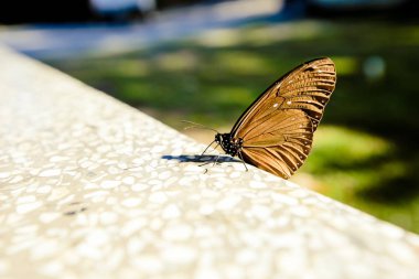 Kral kelebeği bir çiçeğin üzerinde
