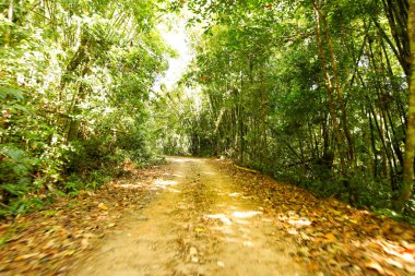Taze yeşil ağacın kıvrımlı yolu