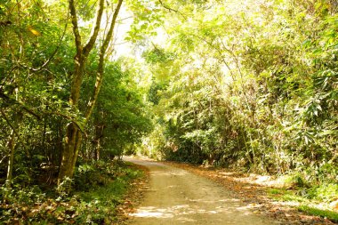 Taze yeşil ağacın kıvrımlı yolu