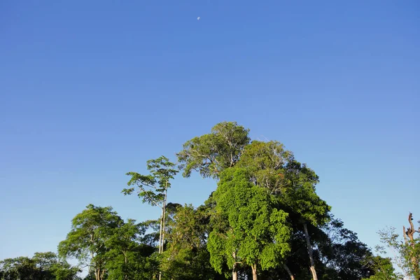 Vecchio grande albero su sfondo di colore con cielo blu — Foto Stock