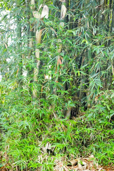 Muhteşem sabah güneşiyle bambu ormanı