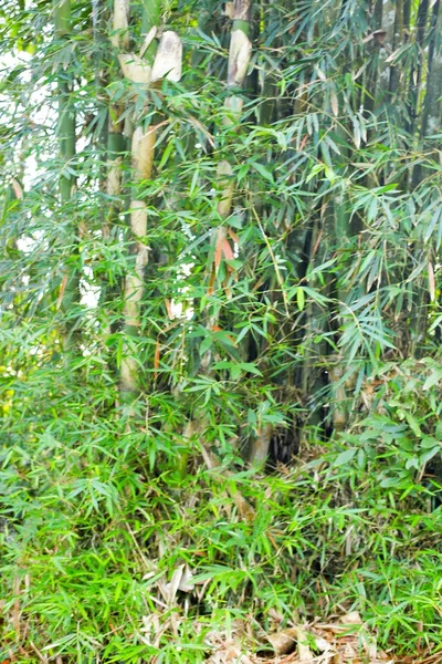 Muhteşem sabah güneşiyle bambu ormanı