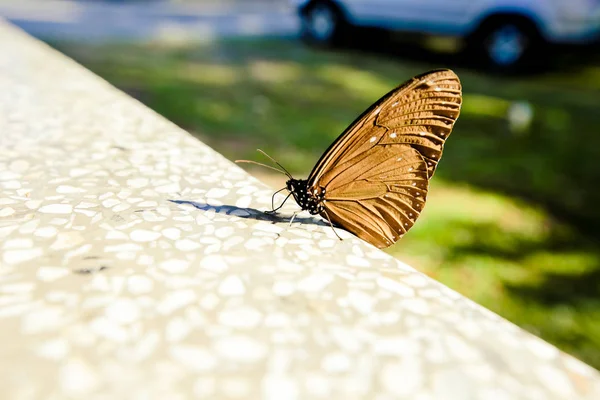 Kral kelebeği bir çiçeğin üzerinde