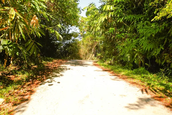 Taze yeşil ağacın kıvrımlı yolu
