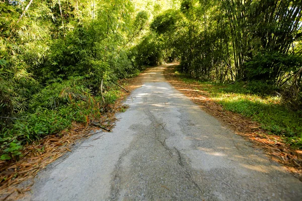 Een bochtige straat van verse groene boom — Stockfoto