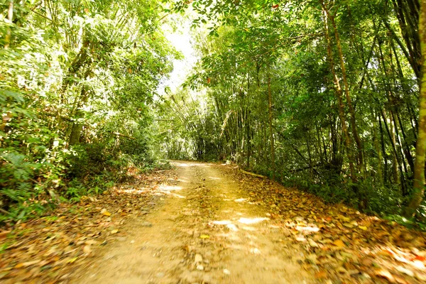 Taze yeşil ağacın kıvrımlı yolu