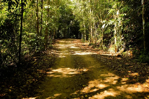 Taze yeşil ağacın kıvrımlı yolu