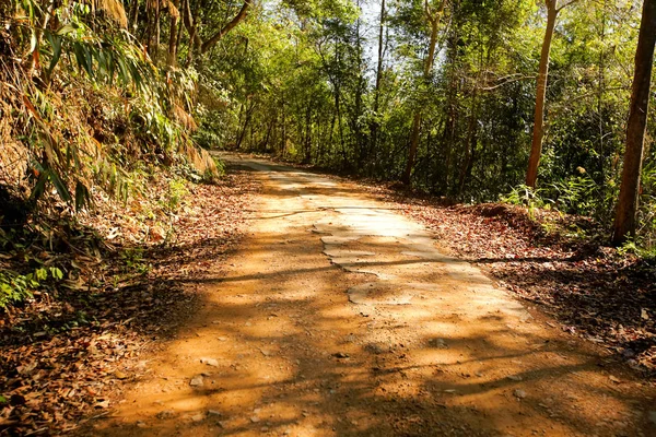 A curvy road of fresh green tree — Stock Photo, Image