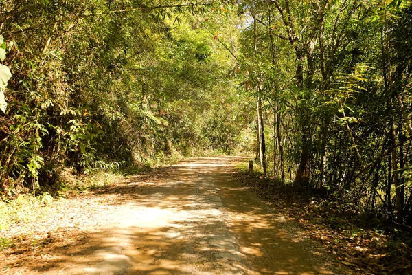 Une route sinueuse d'arbre vert frais — Photo