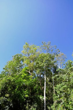 Ormandaki doğa gün ışığıyla