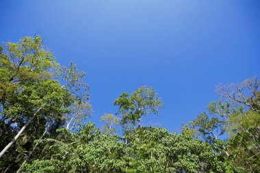 Ormandaki doğa gün ışığıyla