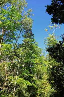 Ormandaki doğa gün ışığıyla