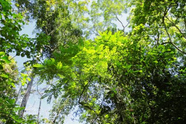 Ormandaki doğa gün ışığıyla