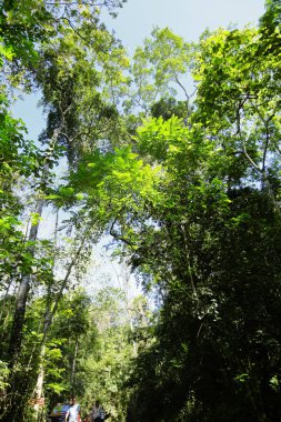 Ormandaki doğa gün ışığıyla