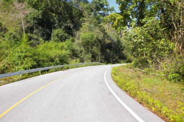 Taze yeşil ağacın kıvrımlı yolu