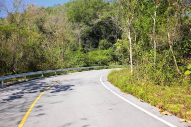 Taze yeşil ağacın kıvrımlı yolu