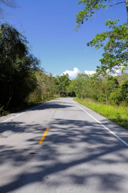 Taze yeşil ağacın kıvrımlı yolu