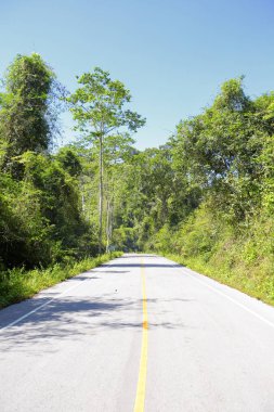 Taze yeşil ağacın kıvrımlı yolu