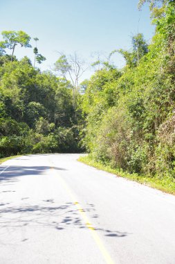 Taze yeşil ağacın kıvrımlı yolu