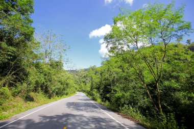 Taze yeşil ağacın kıvrımlı yolu
