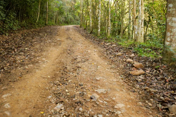 Taze yeşil ağacın kıvrımlı yolu